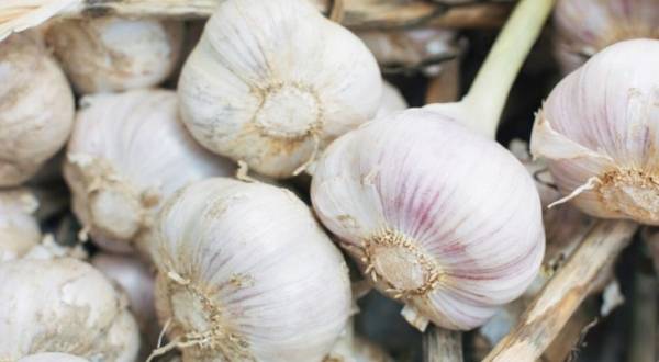 3 دنانير كيلو الثوم في السوق المركزي