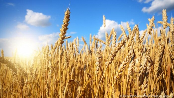 مخزون القمح في الأردن يكفي لـ8 شهور
