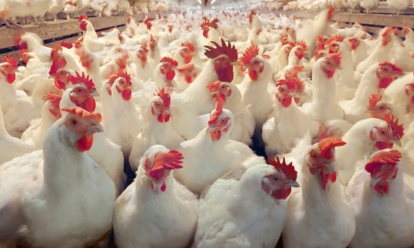 شح بكميات الدجاج في الإستهلاكية المدنية والأخيرة تتوعد الموردين