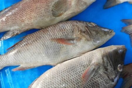 وزارة الزراعة: مستهلكو سمكة الكارب نخبويون