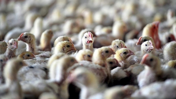 ماليزيا تعلق صادرات الدجاج
