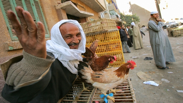 بسبب أسعار الدجاج.. صحيفة مصرية تكــذب مسؤولين أردنيين.. تفاصيل