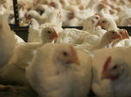 تفاعل واسع مع حملة مقاطعة الدجاج بالأردن والزراعيين تبدي تخوفها