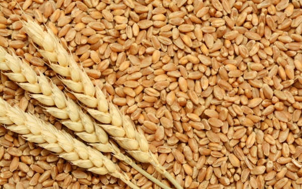 وزير الزراعة: الأردن لا يعتمد على القمح الروسي او الاوكراني