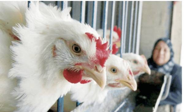 عزيزي الأردني.. تعرف على الفوائد الصحية لمقاطعة الدجاج