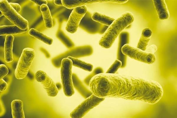 بكتيريا (إي كولاي) سبب تسمم 35 شخصا بجرش