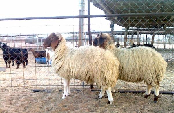 فلكيا،، هذا موعد عيد الاضحى المبارك