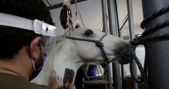 فيروس قاتل يهدد العالم .. تعرّف على مرض الحصان الحزين