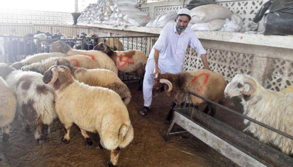 270 دينارا اسعار الخراف الأردنية في السوق القطري