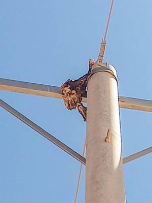 انقطاع جزئي للكهرباء جنوب عمان.. وطائر يسبب عطلا لحظيا بالشوبك