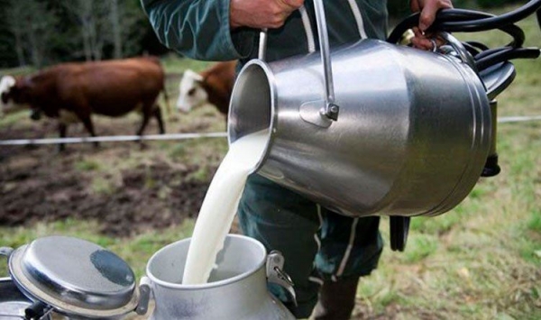 الحاج: مصانع اعتمدت شراء كيلو الحليب الطازج بـ 53 قرشًا من أرضية المزرعة