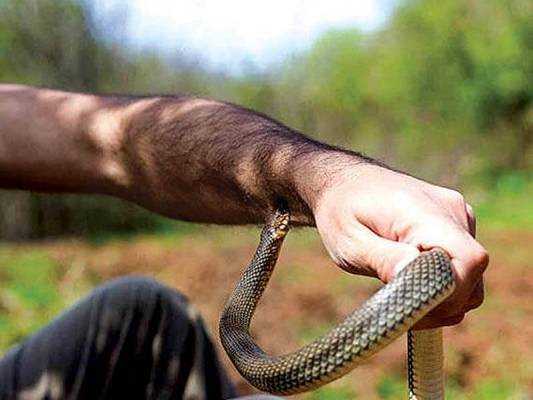 الاغوار الشمالية.. وافد مصري بحالة خطرة بسبب لدغة أفعى