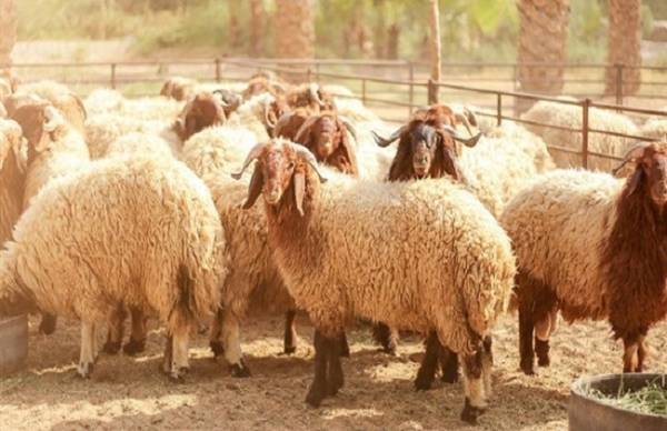 حكم الاشتراك في الأضحية