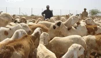حنيفات: المواشي السودانية متوفرة في الأسواق المحلية
