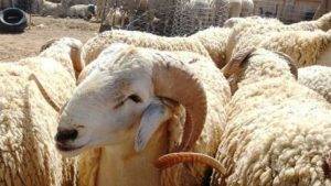 تجار المواشي يلجأون للتسويق الالكتروني