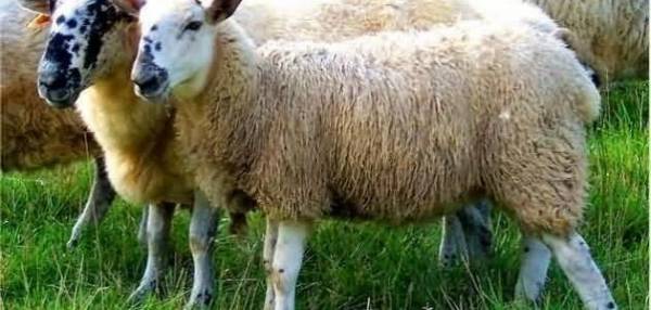 عمان: 25 مخالفة لمحال لم تلتزم بالذبح بالأماكن المخصصة