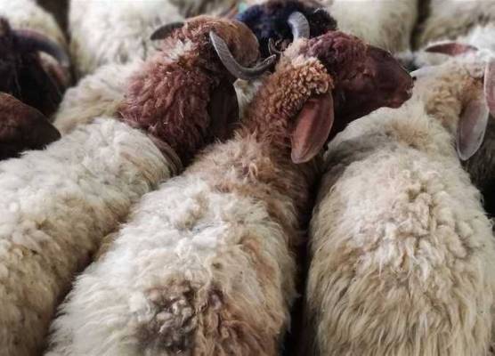 الافتاء تحدد آخر وقت لذبح الأضاحي