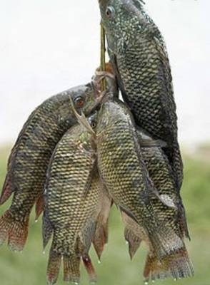 جمعية مربي الأسماك تحذر .. أسماك الكارب النافقة تنقل الى مطاعم في عمان￼￼￼