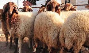 الكبتاجون داخل امعاء خراف حيه.. محكمة أمن الدولة تبت بالقضية