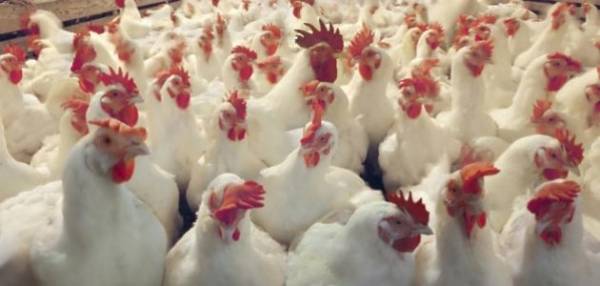 جمجوم : الطلب على الدواجن منخفض