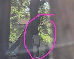 بعد جريمة الجويدة.. العثور على جثة عشريني مُعلقة في عجلون