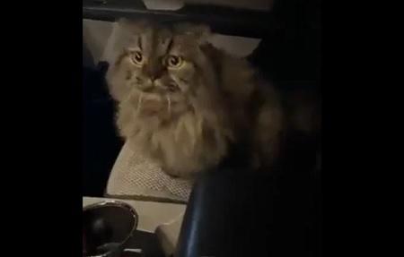 بالفيديو: ردة فعل قطة عند سماعها طلب (تونة لاتيه)