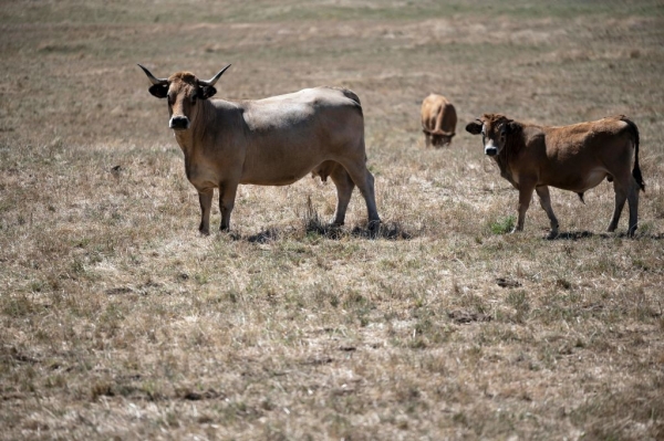 لا يجدون عشباً لإطعام الأبقار! الجفاف يُجبر فرنسا على إيقاف إنتاج أحد أشهر الأجبان