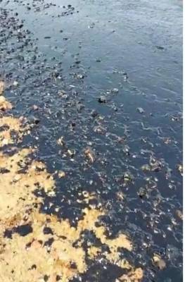 الهيئة البحرية: التبليغ عن التسرب النفطي تأخر 6 ساعات