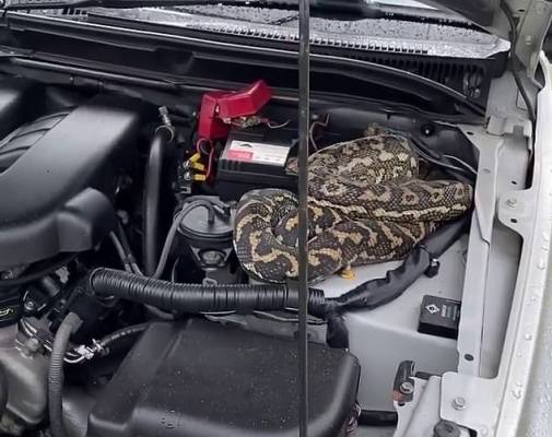 أفعى داخل مركبة والدفاع المدني يتعامل معها