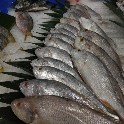 إغلاق محلات أسماك في عمان لوجود حشرات وصراصير