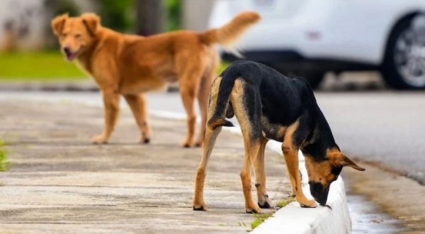 جمعية: كلب الشارع مسكين جدا يبحث عن مصادر ليعيش وبعض من الحب