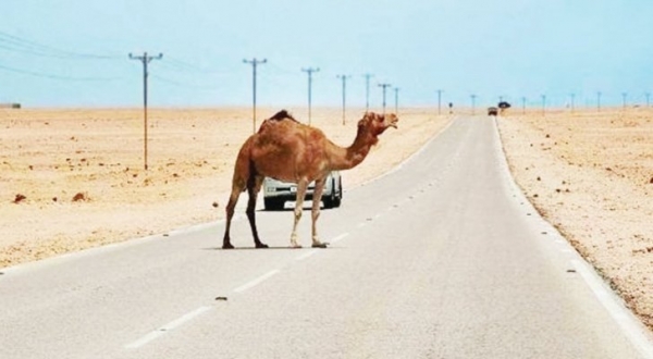 وفاة سائق اصطدم بجمل على الصحراوي