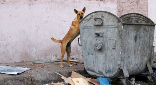 الإدارة المحلية تدعو إلى عدم رمي النفايات عشوائيا لمنع انتشار الكلاب الضالة