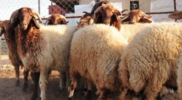 الزراعة لمربي الأغنام: تصفير دفتر الأعلاف.. تفاصيل