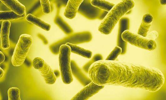 ما هي جرثومة إي كولاي التي ظهرت في السلط؟