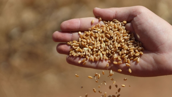 الحكومة عن زراعة القمح: تحتاج لمليار متر مكعب من المياه