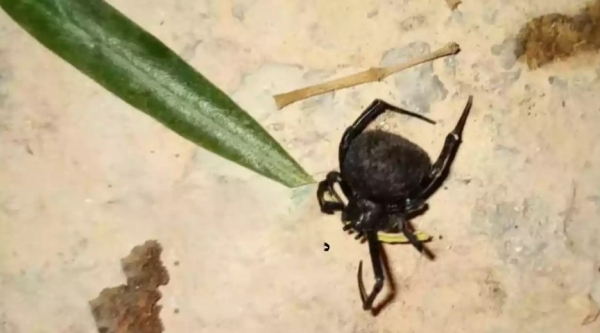 العنكبوت الأخطر في الأردن يضع شابا بين الحياة والموت  صورة