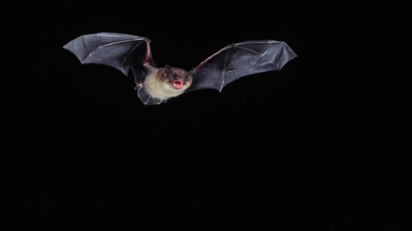 العلماء يكشفون سرا مميزا عن الخفافيش
