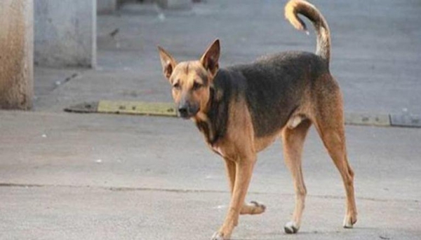 كلب يقود مصريا لجريمة قتل
