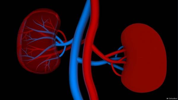 «الصحة»: 71  من حالات الفشل الكلوي سببها ارتفاع ضغط الدم