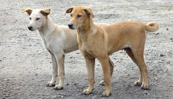 مصر... وفاة طبيبة من الرعب بعدما طاردتها كلاب شاردة