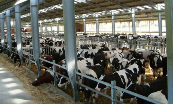 الزراعة: لا تفش لمرض الحمى القلاعية بين الأبقار