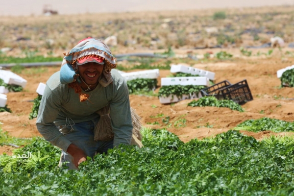 323 ألف عامل في قطاع الزراعة بالأردن