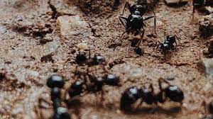 يشم السرطان.. علماء يكتشفون قدرات هائلة للنمل