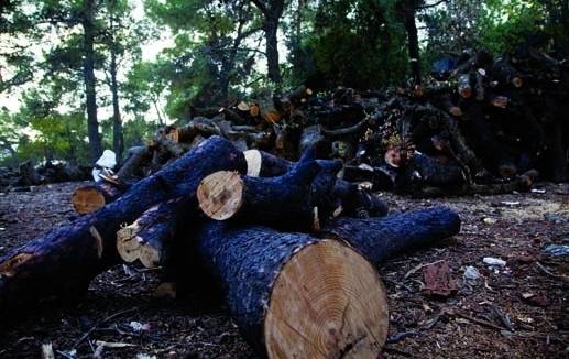 كمين يوقع بعصابتي تقطيع أشجار حرجية في ناعور