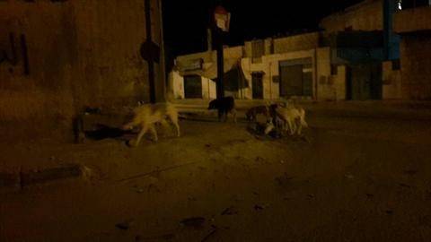 أهالي البنيات: أبناؤنا يعودون ليلا من المدرسة والكلاب الضالة في طريقهم