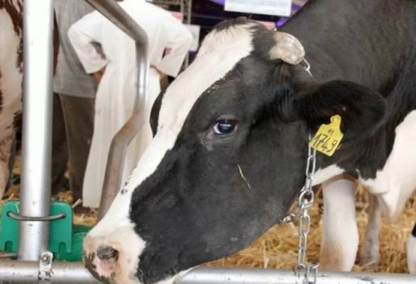 الحمى القلاعية تربك سوق الألبان وخسائر لمربي الماشية .. والمواطن من سيدفع الثمن