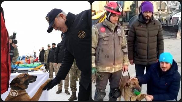 سيلا.. كلبة مدربة تساهم في إنقاذ 12 شخصًا من تحت الأنقاض في ولاية ملاطية التركية