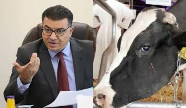 بقرة تحدد مصير وزير الزراعة