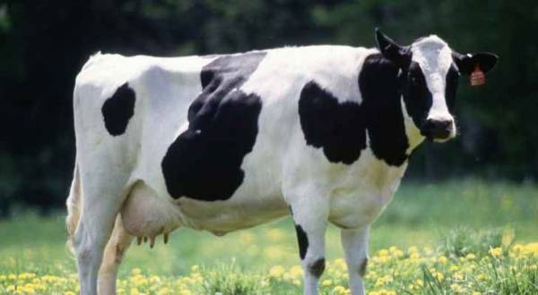 خسائر مربي الأبقار تقدر بأكثر من 35 مليون دينار أردني